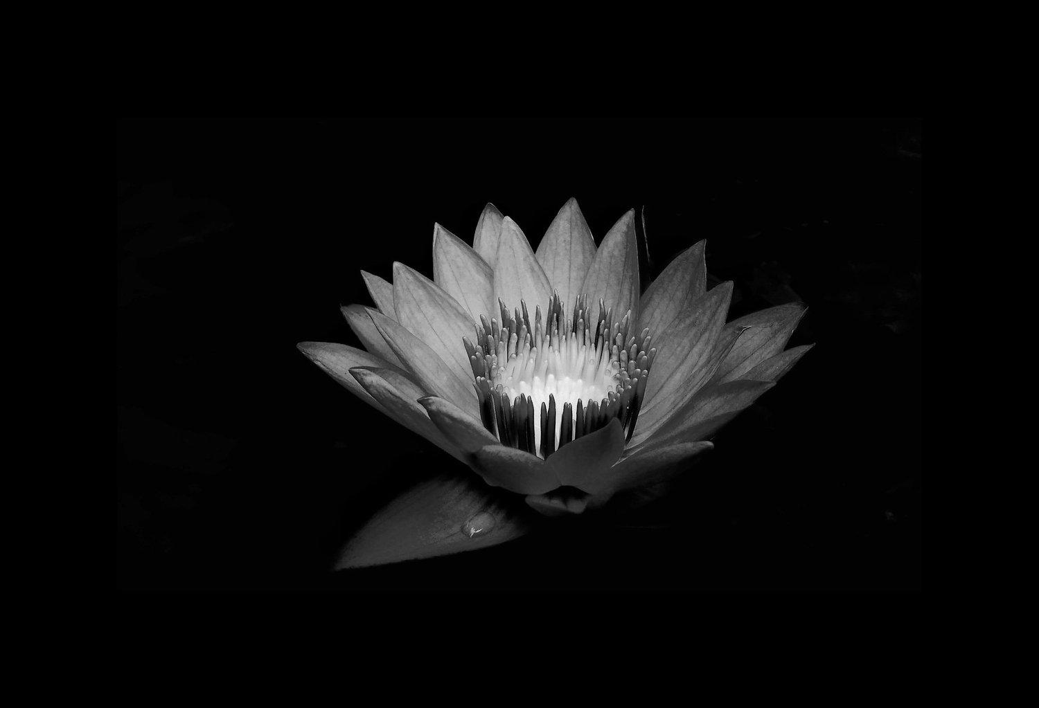 The Bloom and The Root